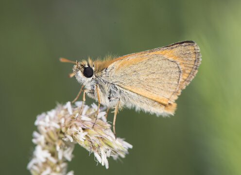 Thymelicus sylvestris Small Skipper small orange-brown butterfly with large black eyes perched on a spike on an unfocused green background