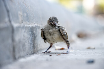 Fototapeta premium A small blind baby bird on the street. A newborn bird fell out of a nest on a tree on the road.