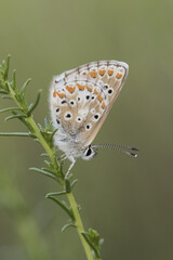 Aricia montensis Brown argus small butterfly with folded wings and perched on various plants showing wings eyes and antennae on unfocused green background