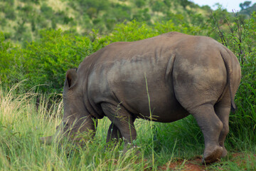 Ein Nashorn in freier Wildbahn. Foto geschossen in Südafrika.