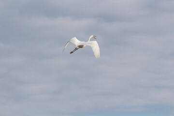 Fototapeta premium Heron in flight