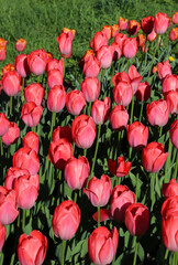 Beautiful bright tulips lit by the sun