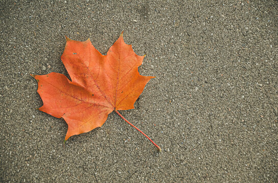 Single red autumn maple leaf lays on dark asphalt road. Focus point is on the leaf and here is lot of room for text. Image with vintage effect, selective focus