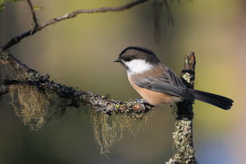 Siberian tit