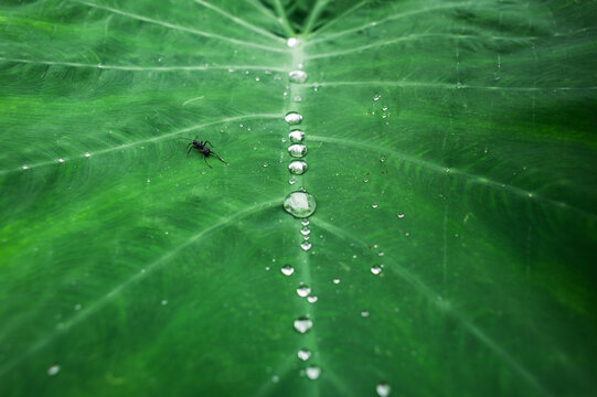 Caladium leaf - Powered by Adobe