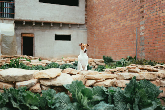 dog enjoying in the garden