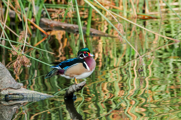 Wood Duck (Aix sponsa) drake in Los Angeles County arboretum, Los Angeles, California, USA