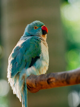 red-crowned parakeet