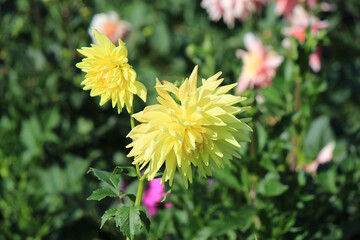 bright beautiful flowers in  botanical garden
