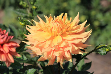 bright beautiful flowers in  botanical garden