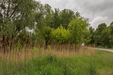 Trees near the road