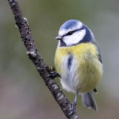 Naklejka premium Blue tit