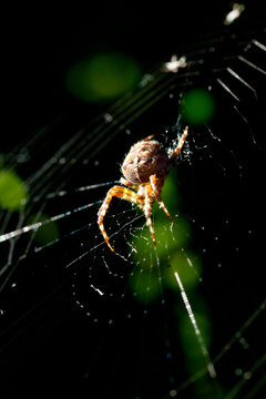 Cross Orbweaver spider sitting in center of web