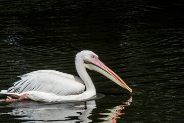 Great White Pelican (Pelecanus onocrotalus) on lake