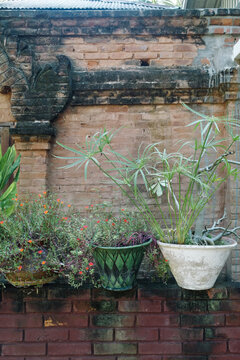 Three plant pots on rustic garden wall
