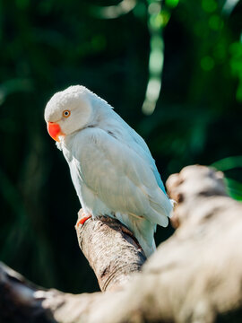 red-crowned parakeet