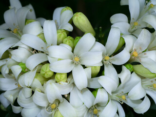 Fototapeta na wymiar White flower of Orange Jessamine, Satin wood, Murraya exotica tree.
