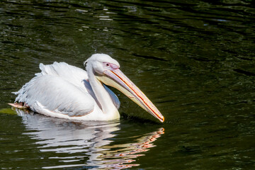 Great White Pelican (Pelecanus onocrotalus) on lake