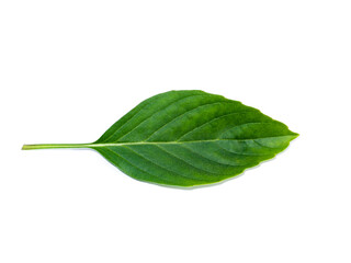 Obraz premium Sweet Basil leaves on white background.
