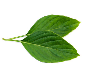 Obraz premium Sweet Basil leaves on white background.