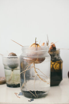 Avocado seed in a jar