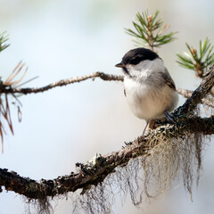 Willow tit 