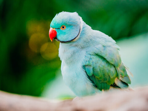 red-crowned parakeet