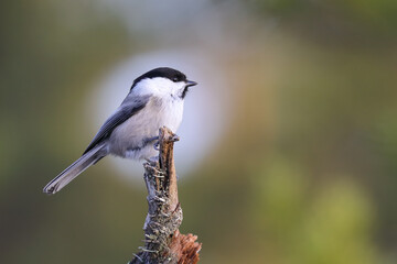 Willow tit 