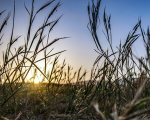 sunset between grass