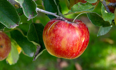 red apples on a branch