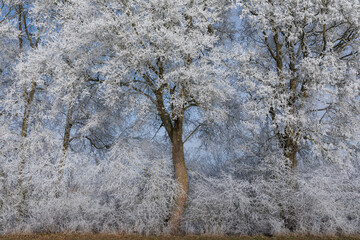 Winterbaum