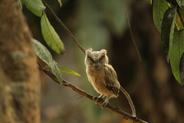 owl sitting on a branch