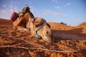 Tunesien,TUN  Erg Oriental, 17.03.2008 Kamel Trekking in der nördlichen Sahara. Ein Kamel liegt in der Abendsonne im Sand