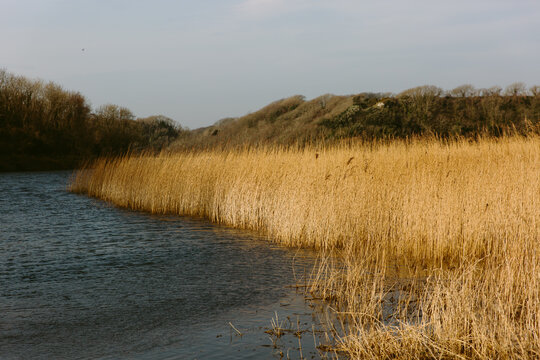 Reed beds in a lake