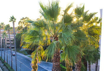 a gorgeous summer landscape with palm trees and buildings in the skyline at sunset at Newport...