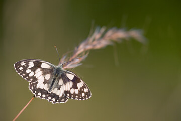 Schachbrettfalter Draufsicht