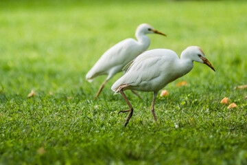 Cattle Egret