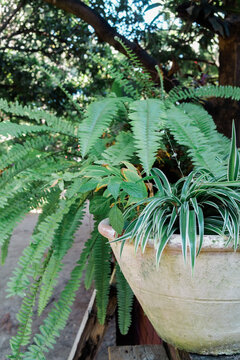 Large planter with fern