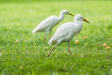 Obraz na płótnie Canvas Cattle Egret