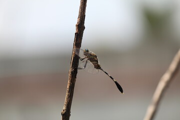 dragonfly on a branch