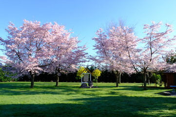 pink cherry blossom of Japan