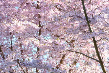 Fototapeta premium pink cherry blossom of Japan