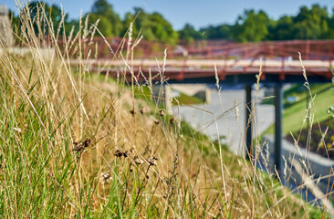 Fototapeta na wymiar Reeds on the hill and bridge in the background