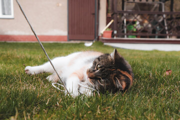 Games with a four-legged pet. Domestic cat playing with a string. A cat engaged in a game of survival. Czech cat lies on his back and bites into a string