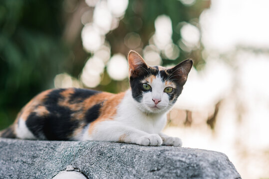 Cat on roof
