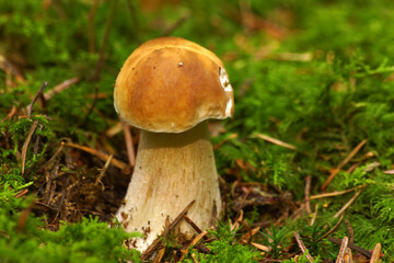 grzybobranie borowik szlachetny ukryty w mchu © Robert Borek