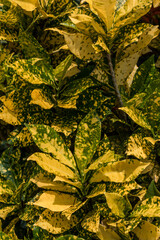vegetacion natural