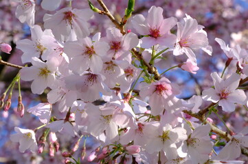 Fototapeta premium pink cherry blossom of Japan