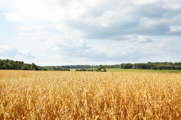 Oat cereal fields with blue sky on a sunny summer day before harvest.