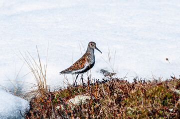Dunlin (Calidris alpina) in Barents Sea coastal area, Russia